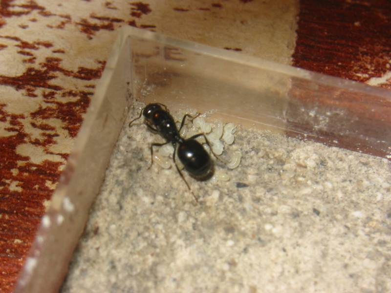 messor sp ya con sus ninfas��