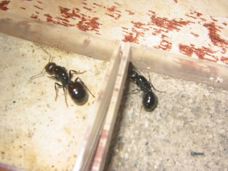 comparaci�n de tama�o entre barbarus y messor sp