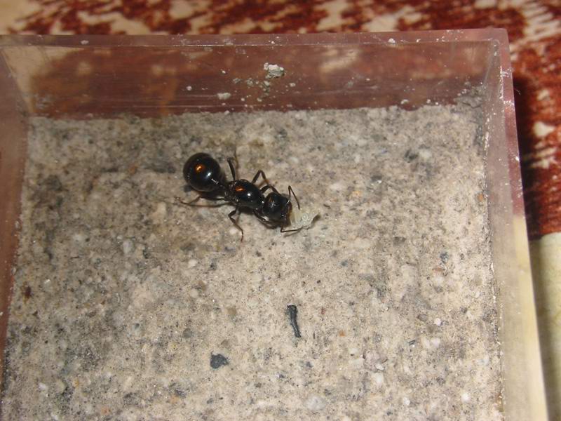 huevos de messor sp.