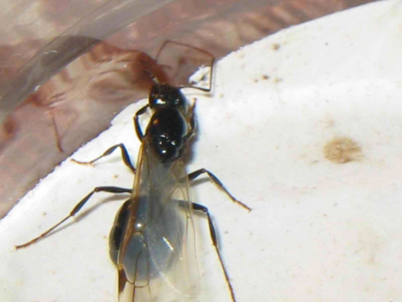 posible messor barbarus?�