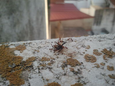 Princesa descuartizada