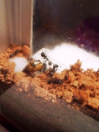 Messor Barbarus