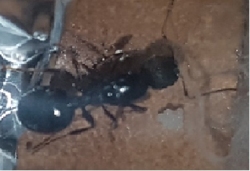 Ayuda a identificar