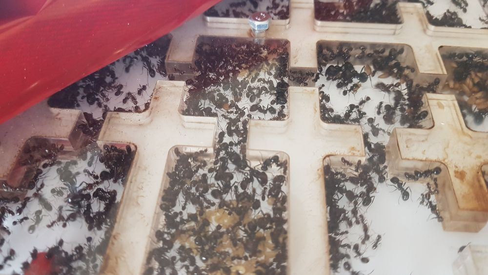 messor Barbarus