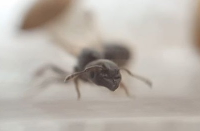 Posible Messor barbarus