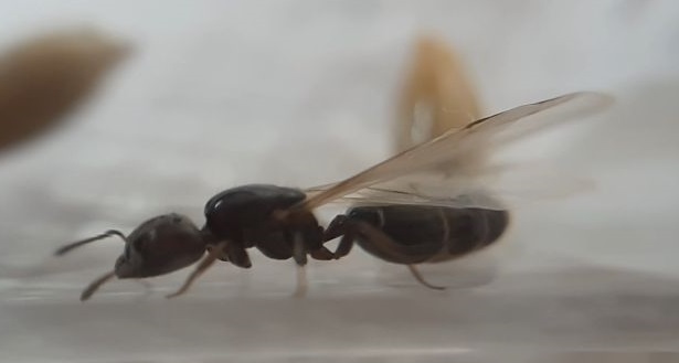Posible Messor barbarus