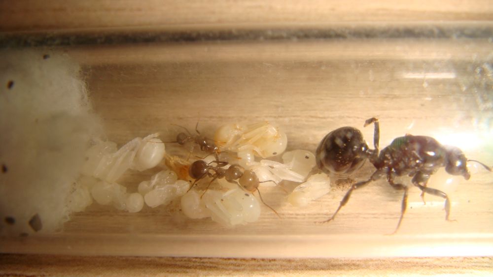 Messor adoptadas