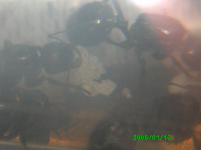 Experimento de Messor 2: 1� pupa.