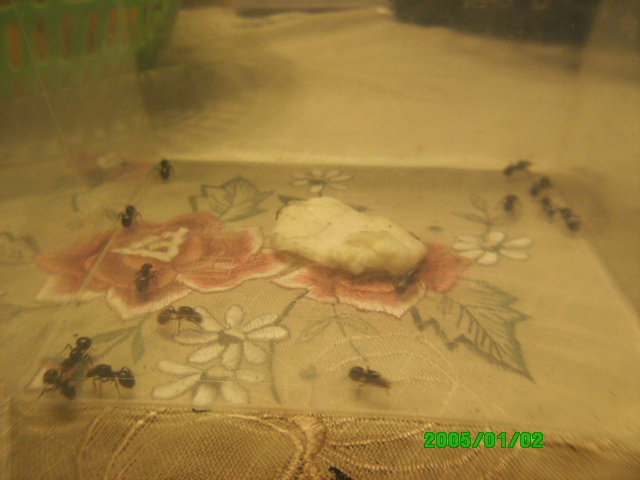 Experimento de Messor 2