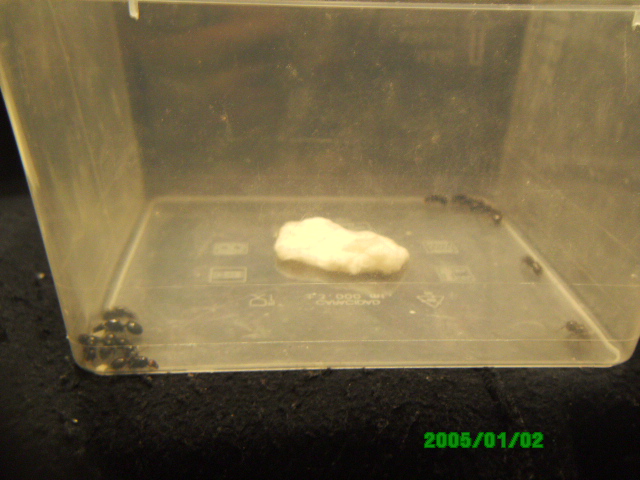 Experimento de Messor 2