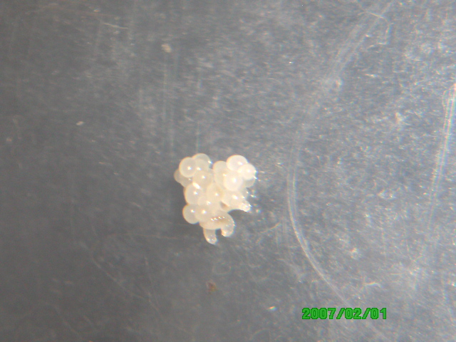 Experimento de Messor 2