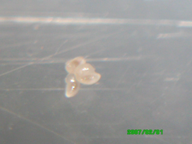 Experimento de Messor 2