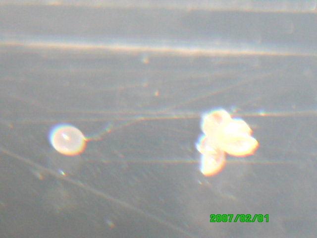 Experimento de Messor 2