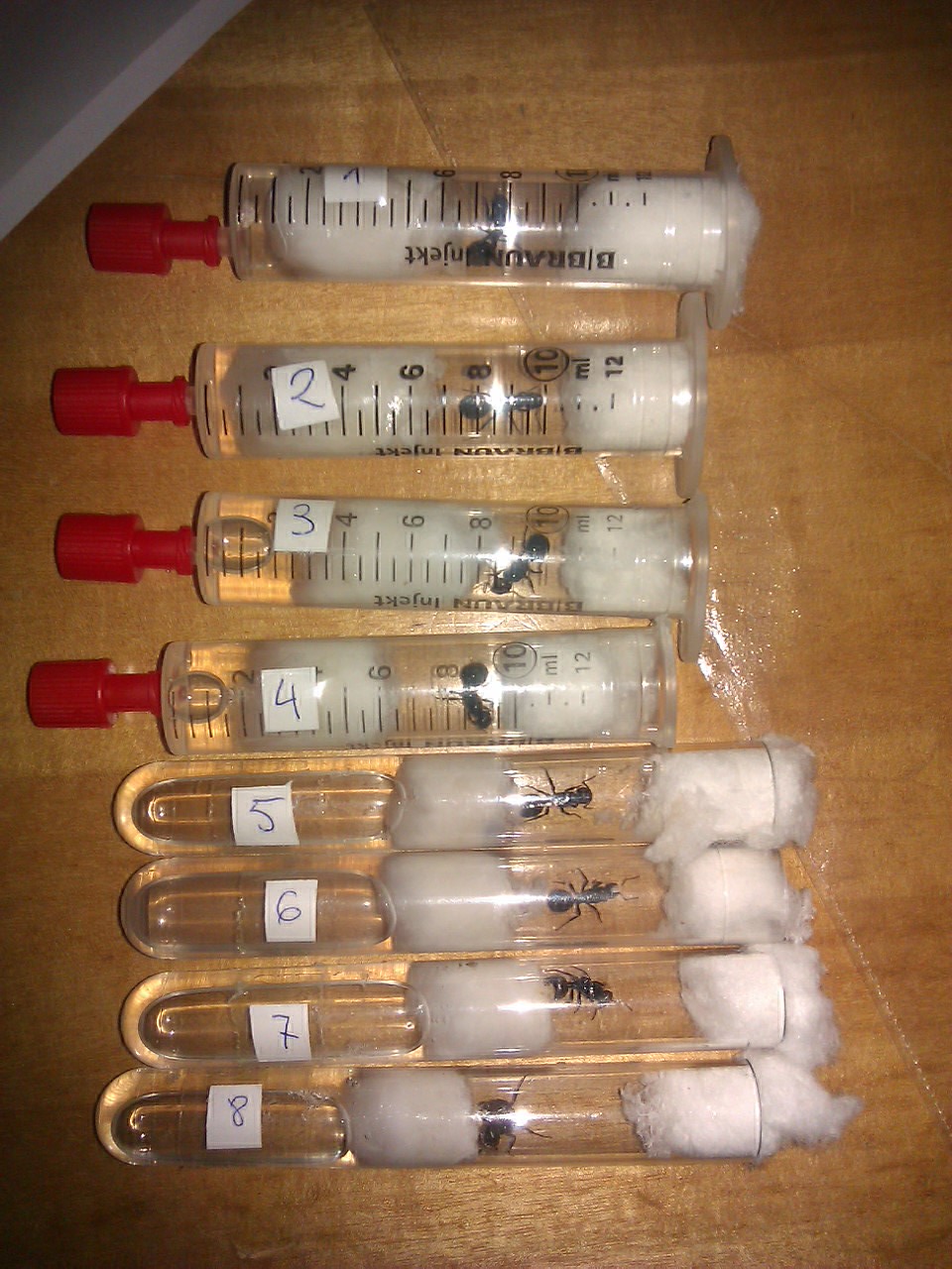Mi cr�a para 2012