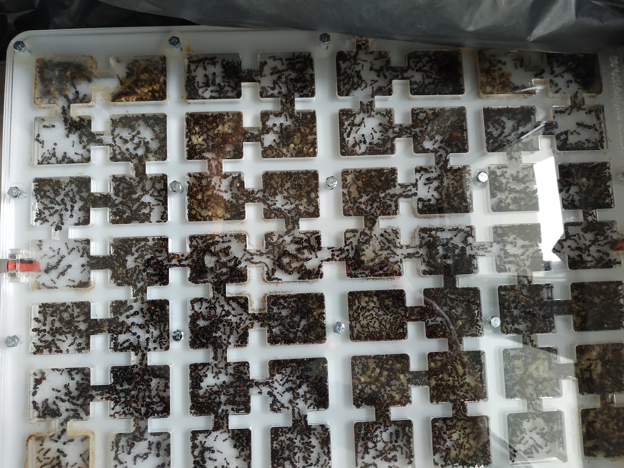 Messor 40x30