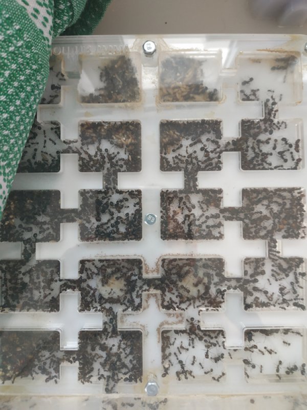 messor 30x20