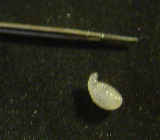 larva