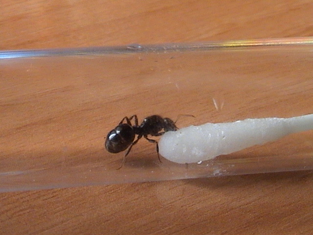 Messor bebiendo (reina)