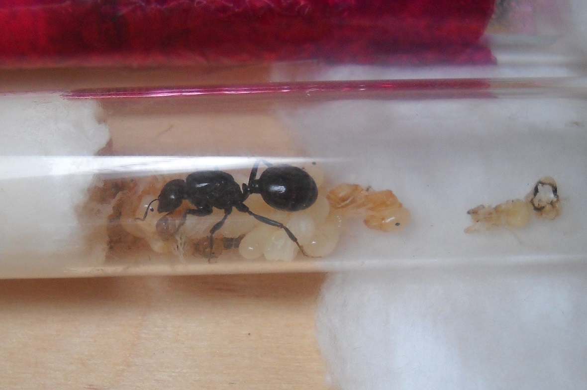 Messor barbarus