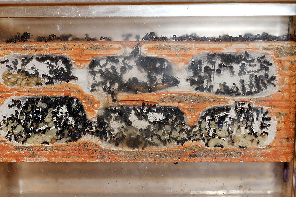 Messor Barbarus