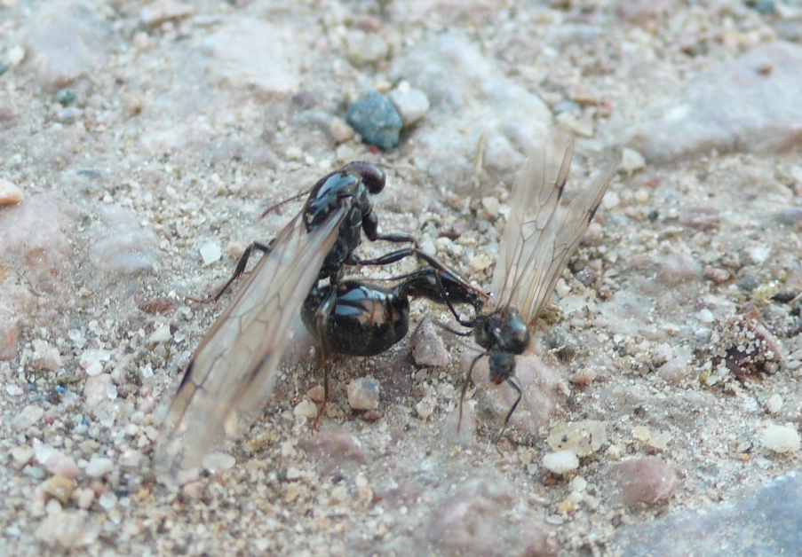 Vuelo Messor sp.