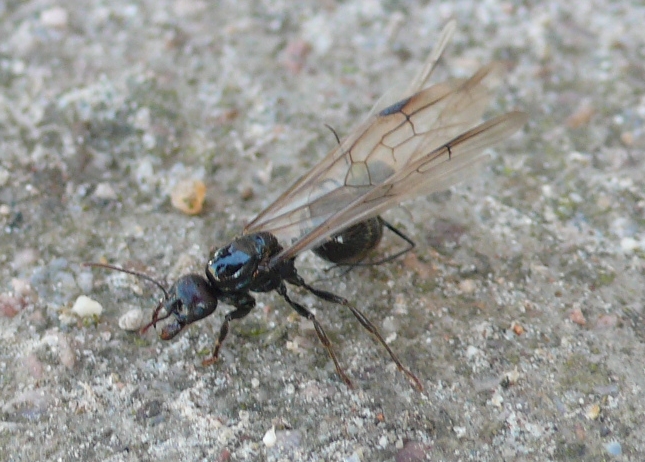Vuelo Messor sp. 2