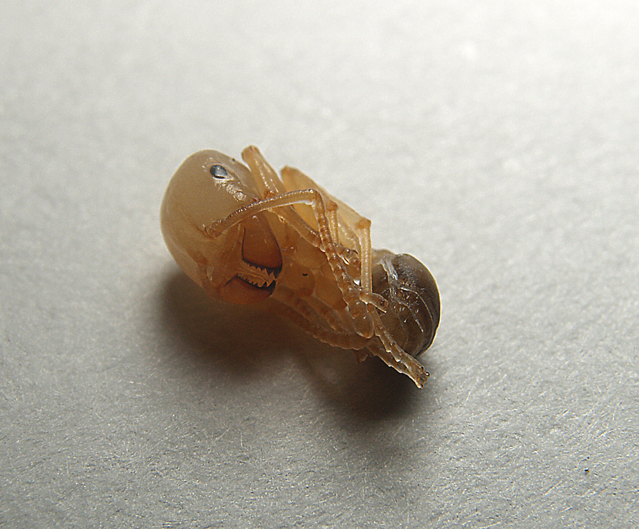 pupa avanzada