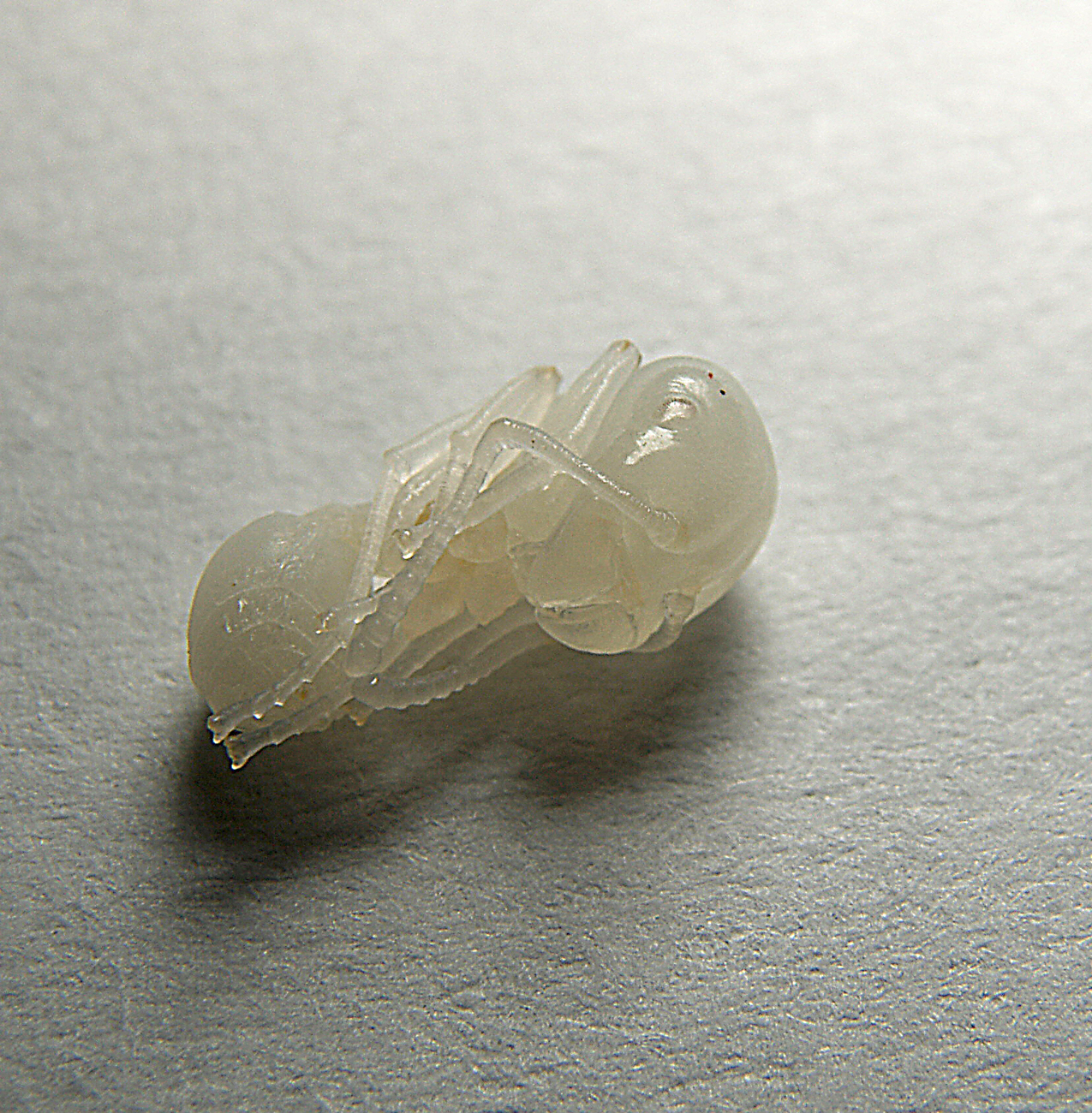pupa joven