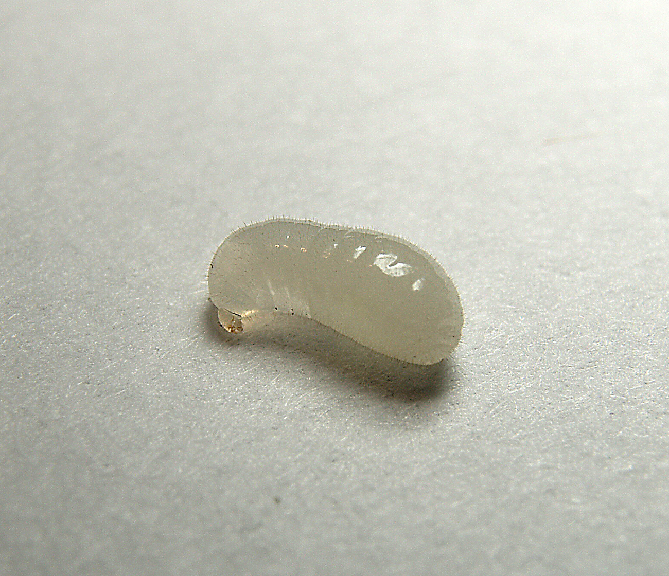 larva
