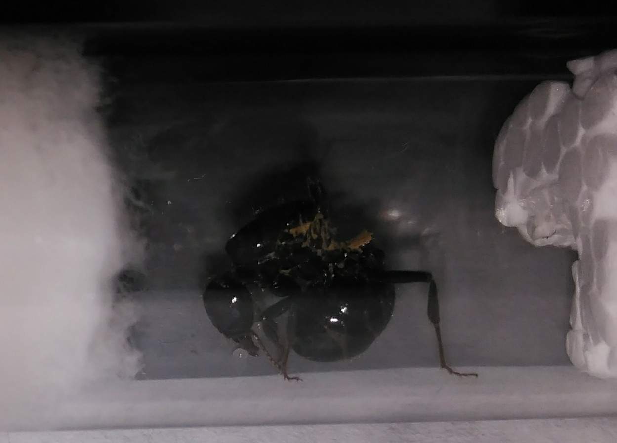 Messor Barbarus?