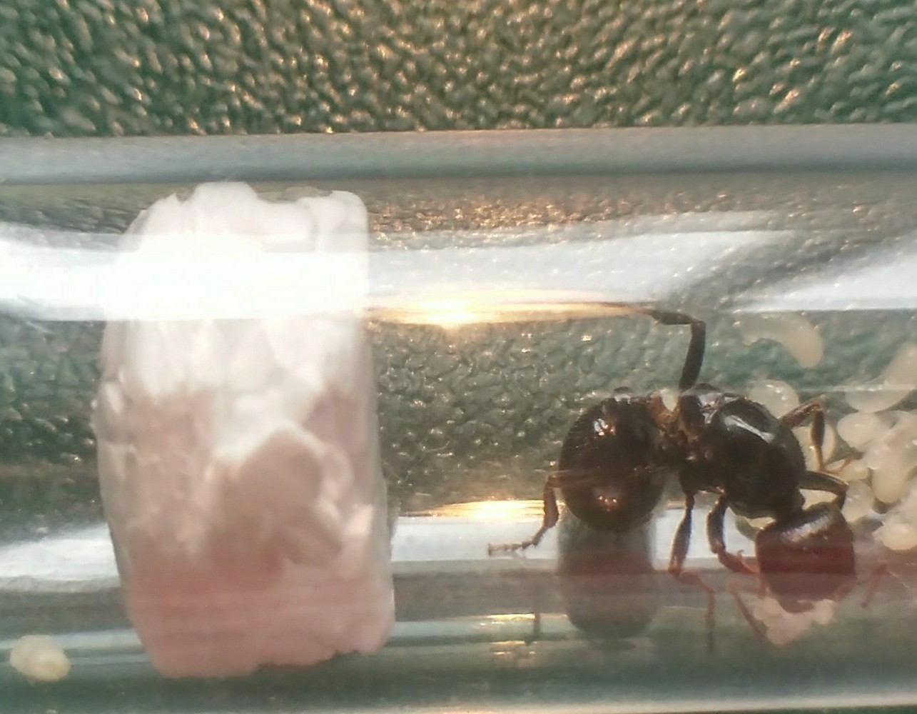 Messor barbarus