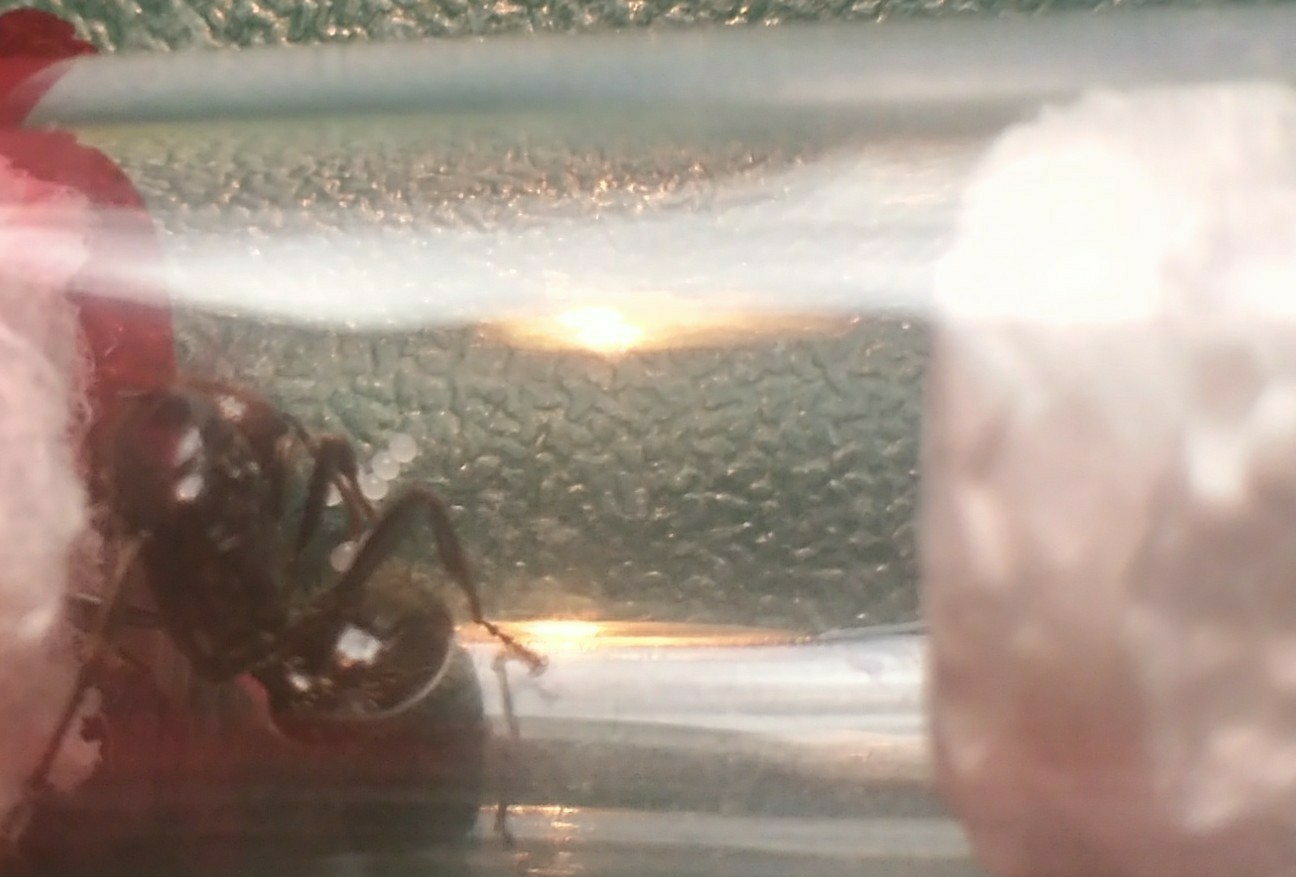 Messor barbarus2