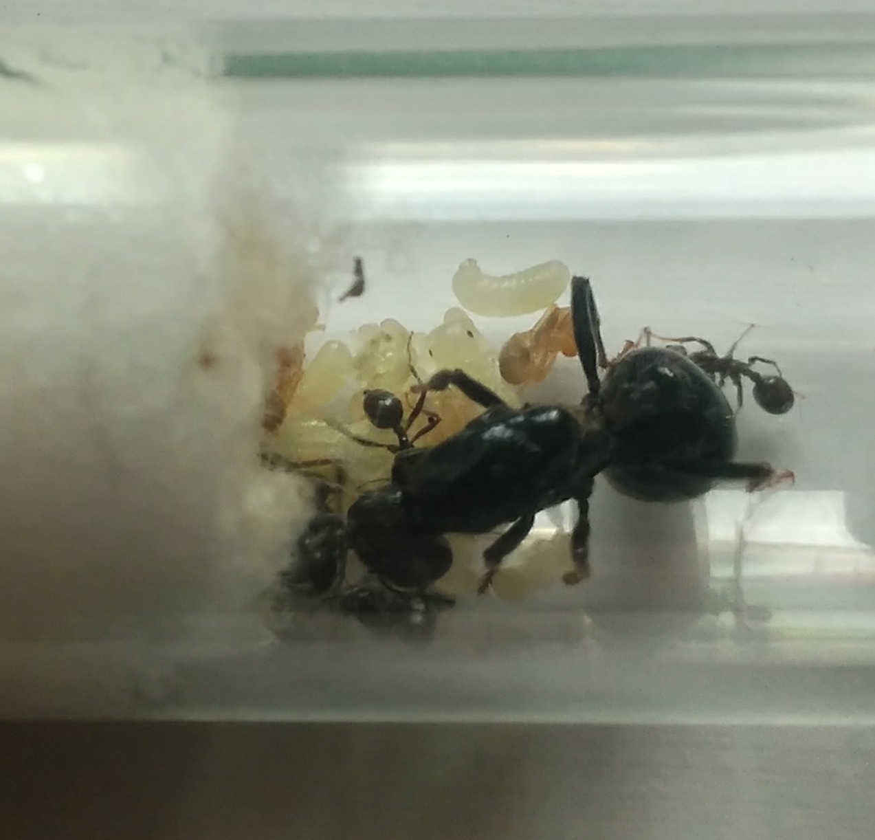 Messor barbarus