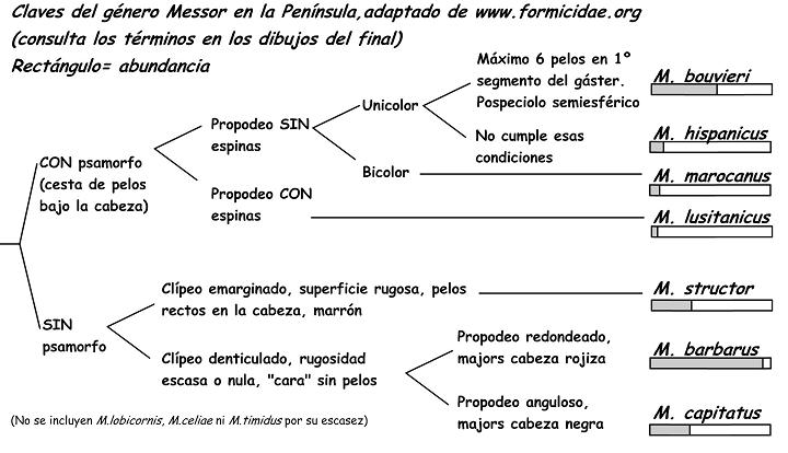 claves messor prueba