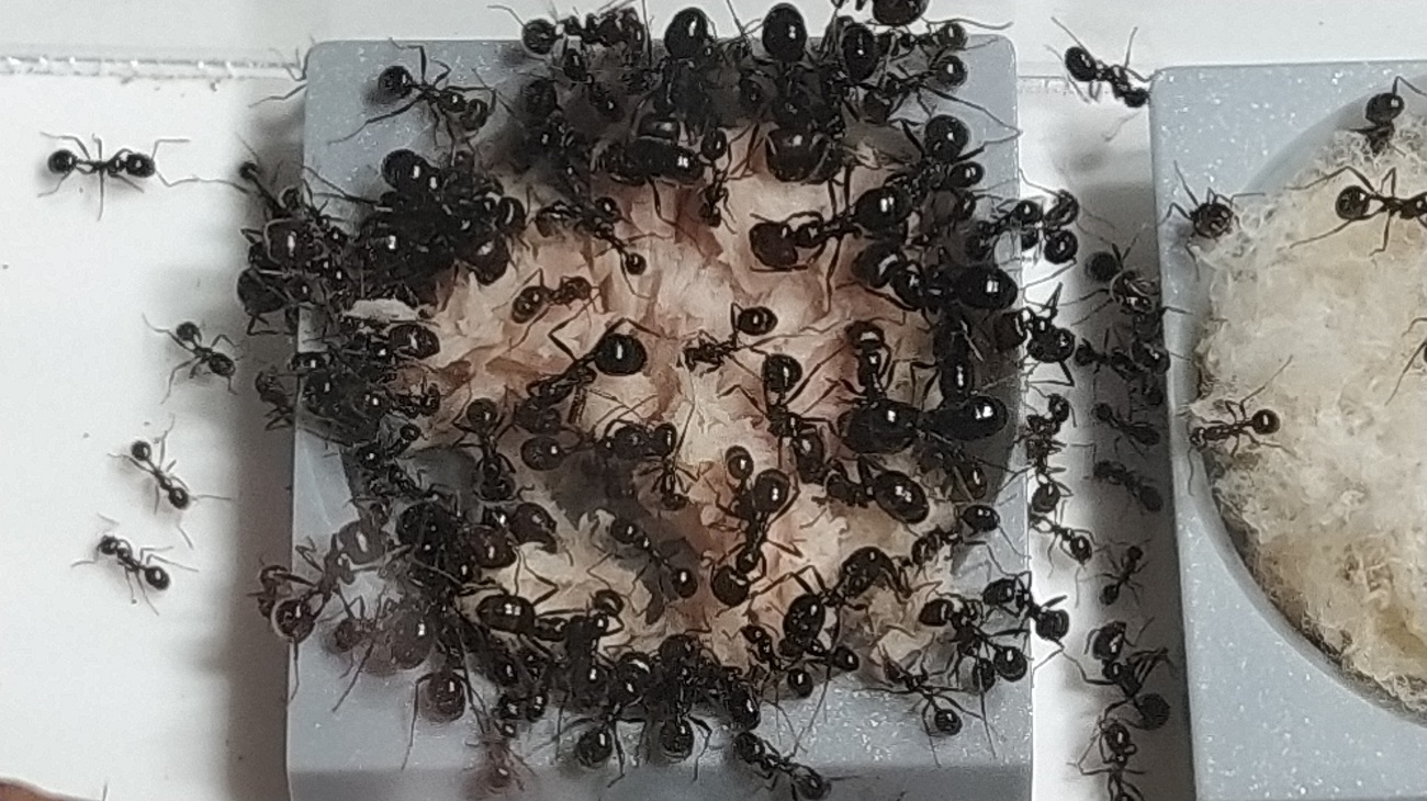 messor barbarus comiendo