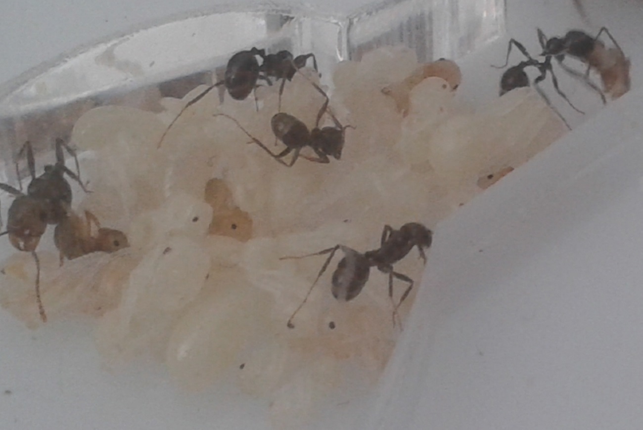 larvas y pupas