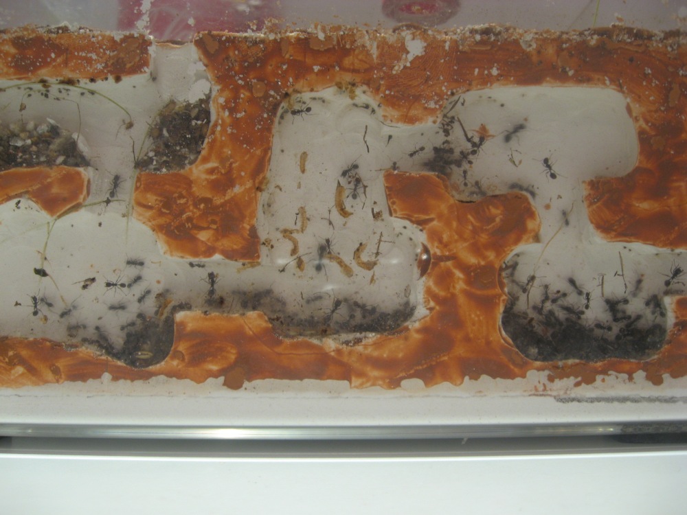 mca38