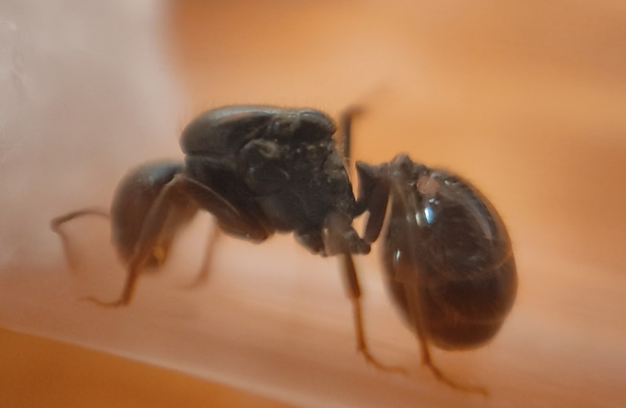 messor sp.3