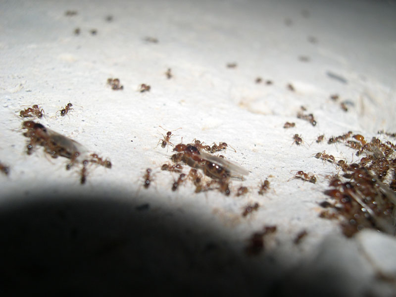 Dia Camponotus.