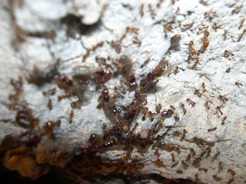 Dia Camponotus.