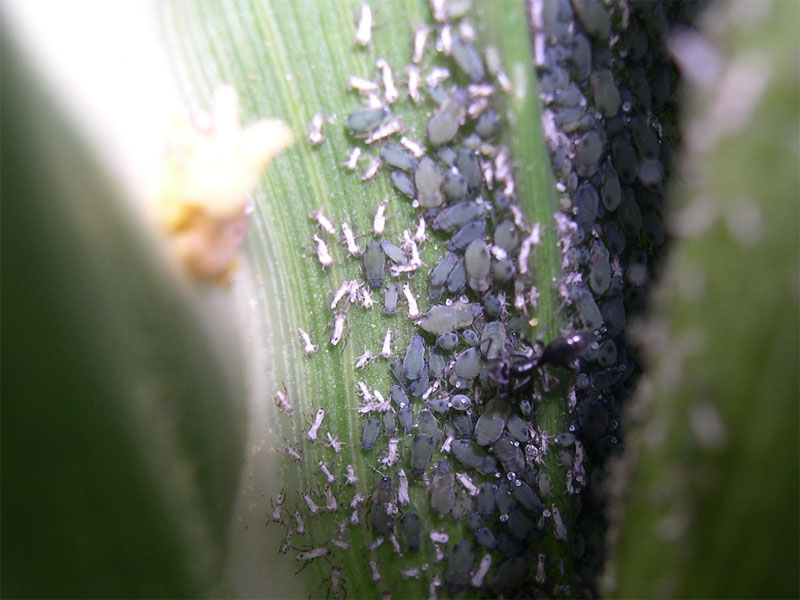 Dia Camponotus.