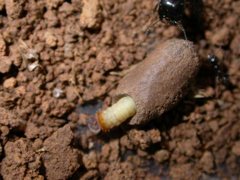 larva con messor