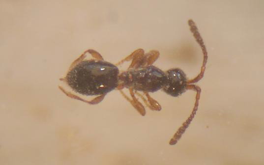 avispa que parasita Solepnosis