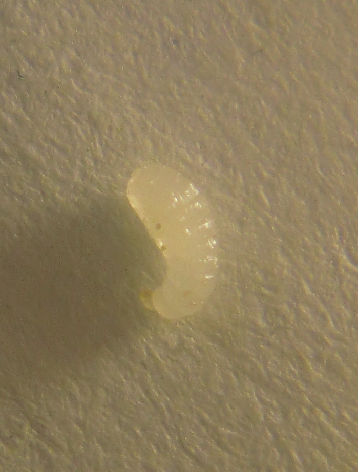 Acaros en larva 2