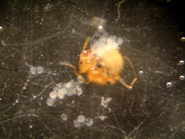 Cisticercoides, foto de xeg.