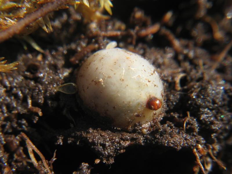 Larva de Microdon