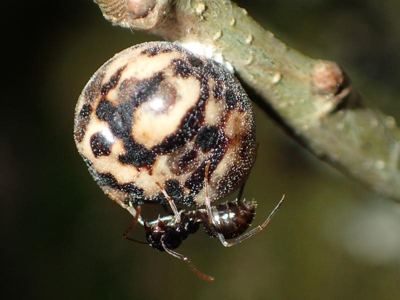 kermesidae