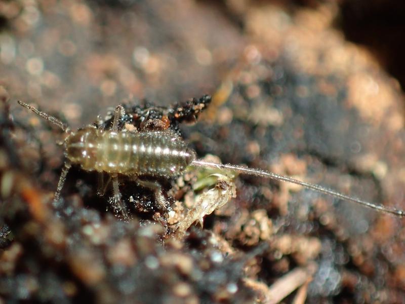 stomaphis