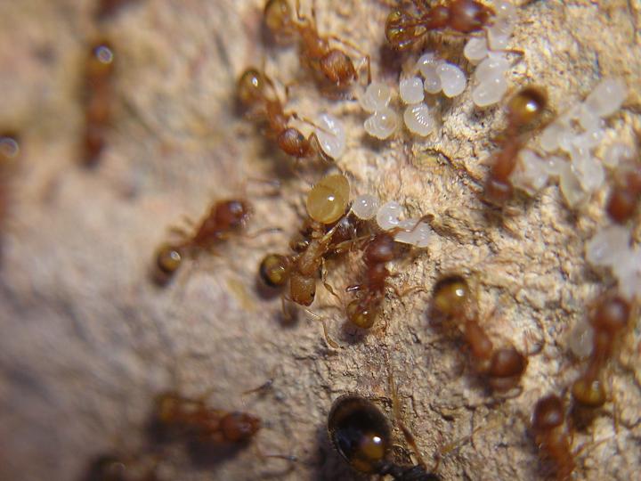 Obrera temno con cisticercoides.