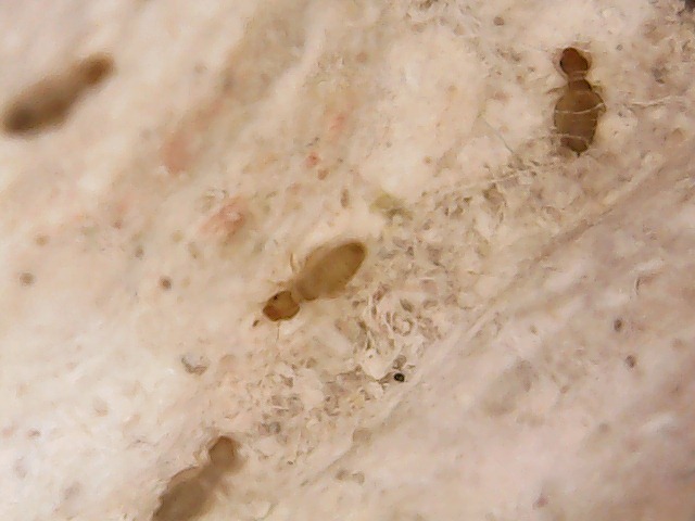 Insectos en mi hormiguero